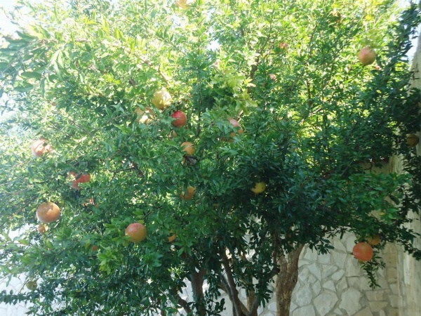 Villa Dafne image 12