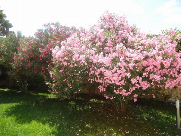 Villa Dafne image 14